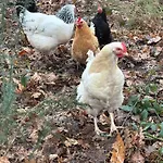 A La Campagne 4 Cérans-Foulletourte