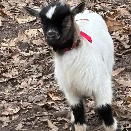 A La Campagne 4 * Cérans-Foulletourte