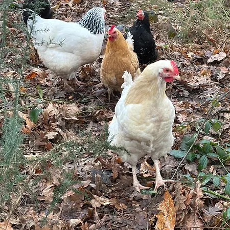 A La Campagne 4 Cérans-Foulletourte