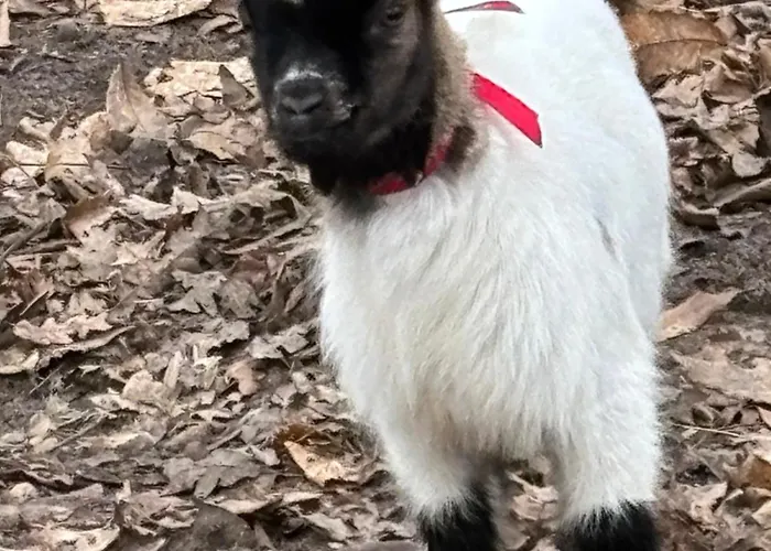 A La Campagne 4 * Cérans-Foulletourte