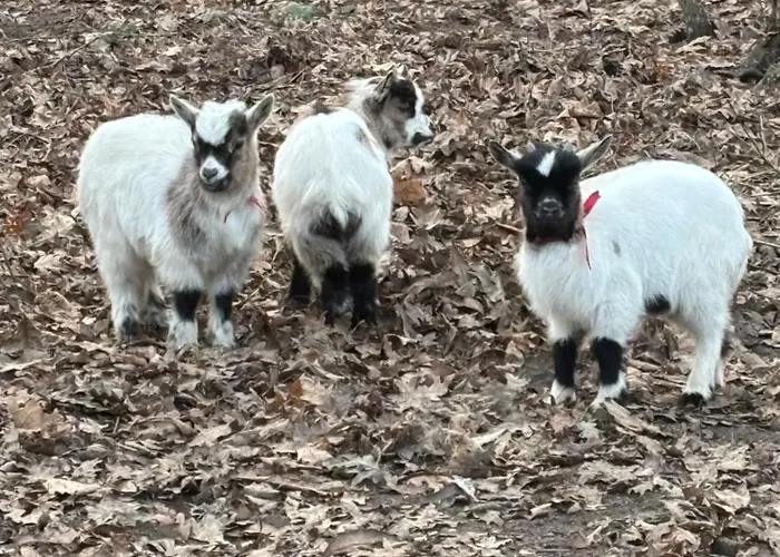 Appartamento à La Campagne 4 *