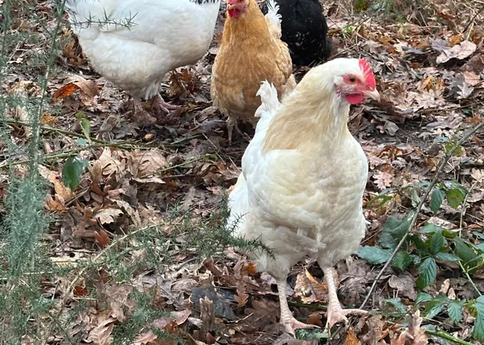 à La Campagne 4 Cérans-Foulletourte